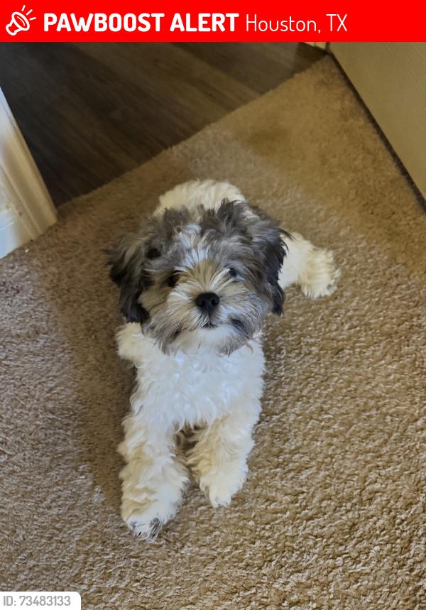 Lost Male Dog last seen Dell Dale Street, Houston, TX 77049