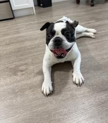 Reunited Male Dog last seen Near Crystal Lake Drive, Deerfield Beach, Pompano Beach, FL 33064