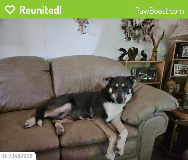 Reunited Female Dog last seen bundy cnyn n cnyn ranch rd, Wildomar, CA 92595