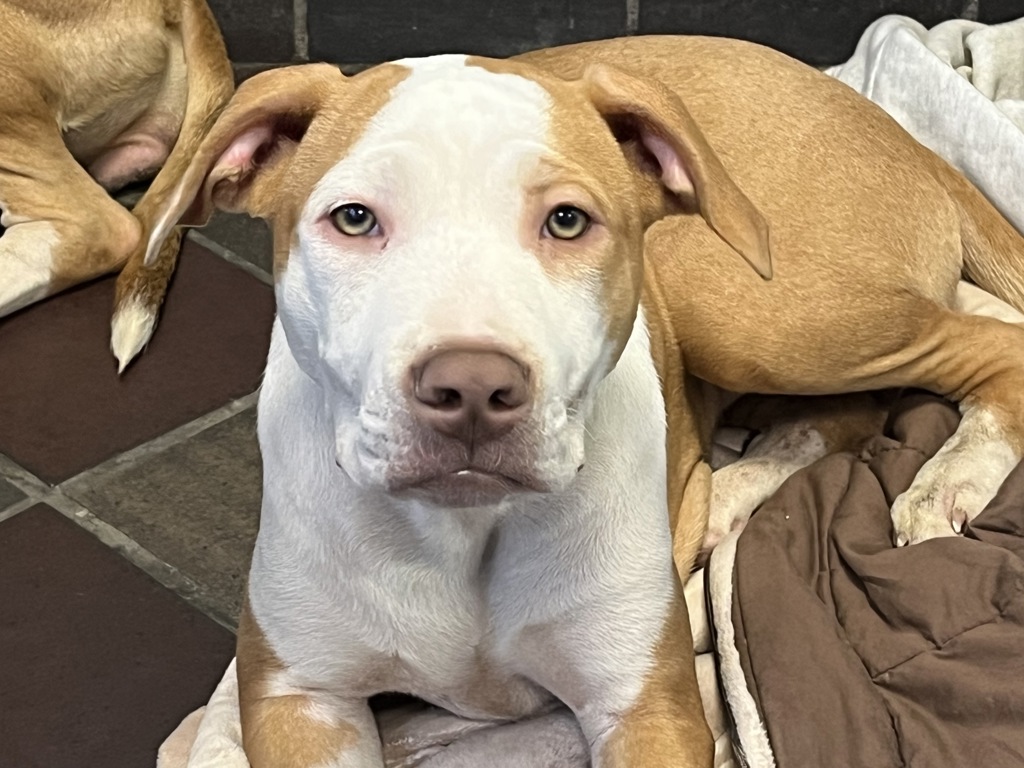 Shelter Stray Female Dog last seen Apt 5D,1465 Madison Avenue, NEW YORK, NY, 10029, 326 E 110th St, New York, NY 10029, USA