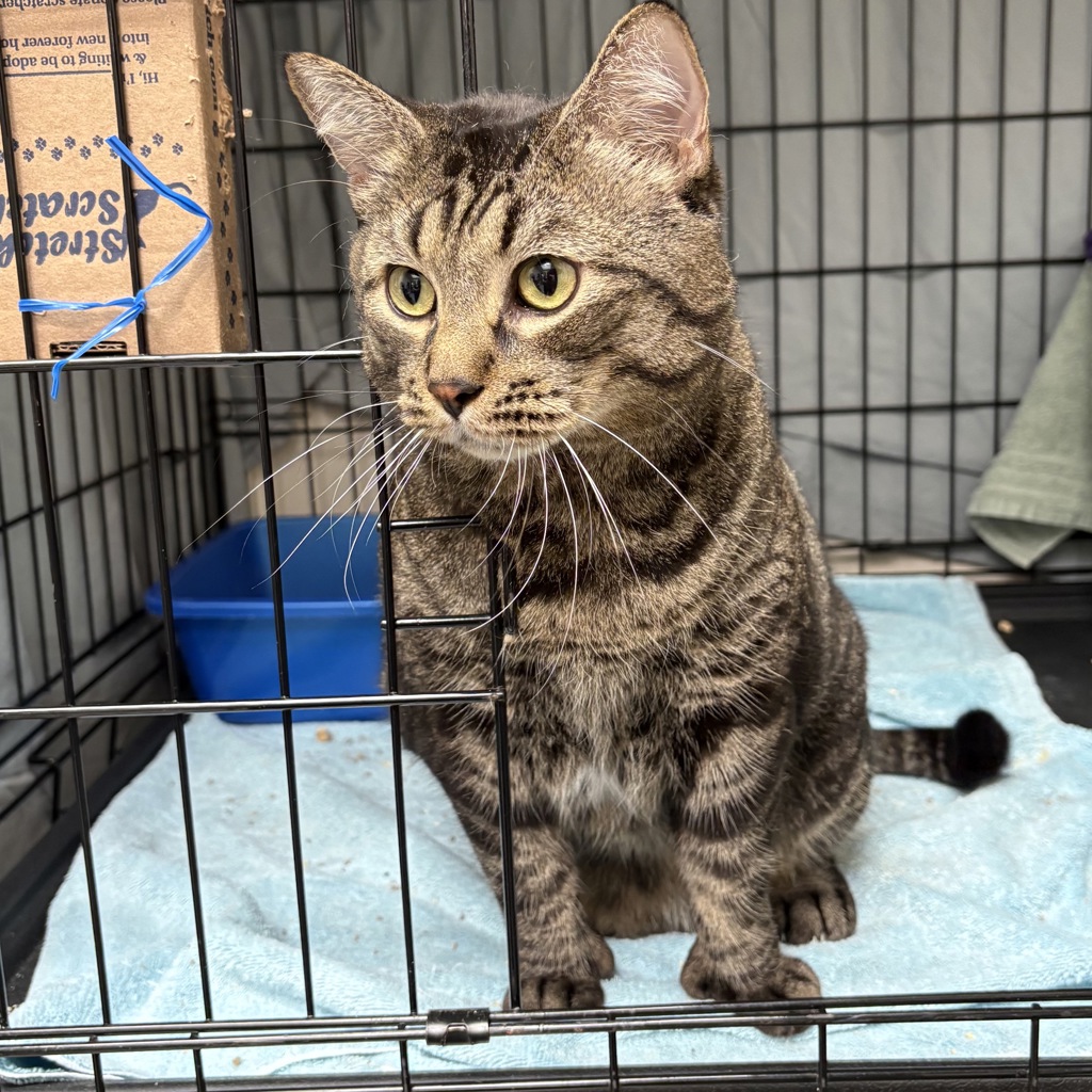 Shelter Stray Female Cat last seen NW 9th / NW Marshall St, OR, 1700 W Historic Columbia River Hwy, Troutdale, OR 97060, USA