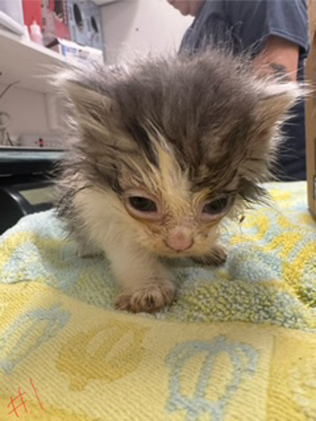 Shelter Stray Female Cat last seen Near NW Reliance Street, WA, 9167 Dickey Rd NW, Silverdale, WA 98383, USA