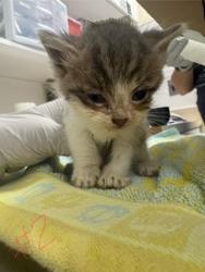 Shelter Stray Female Cat last seen Near NW Reliance Street, WA, 9167 Dickey Rd NW, Silverdale, WA 98383, USA