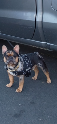 Lost Male Dog last seen Jack in the box parking lot in Stockton ca, Stockton, CA 95202