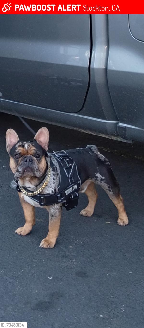 Lost Male Dog last seen Jack in the box parking lot in Stockton ca, Stockton, CA 95202