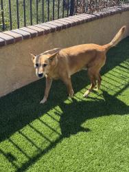 Found/Stray Male Dog last seen Camino Robledo, Carlsbad, CA 92009