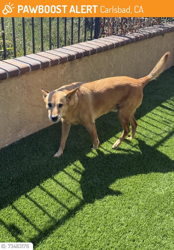 Found/Stray Male Dog last seen Camino Robledo, Carlsbad, CA 92009