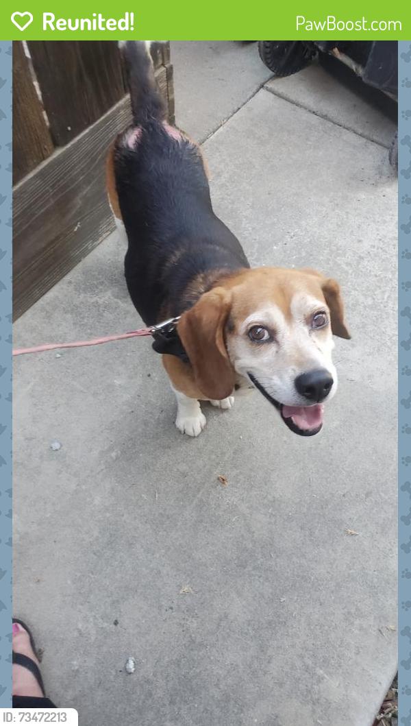 Reunited Male Dog last seen Cost Less on Yosemite blvd and Creekwood dr, Modesto, CA 95357
