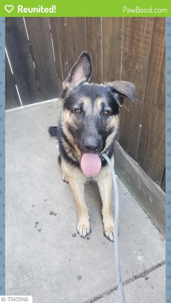 Reunited Male Dog last seen Creekwood dr and Yosemite blvd Modesto Ca, Modesto, CA 95351
