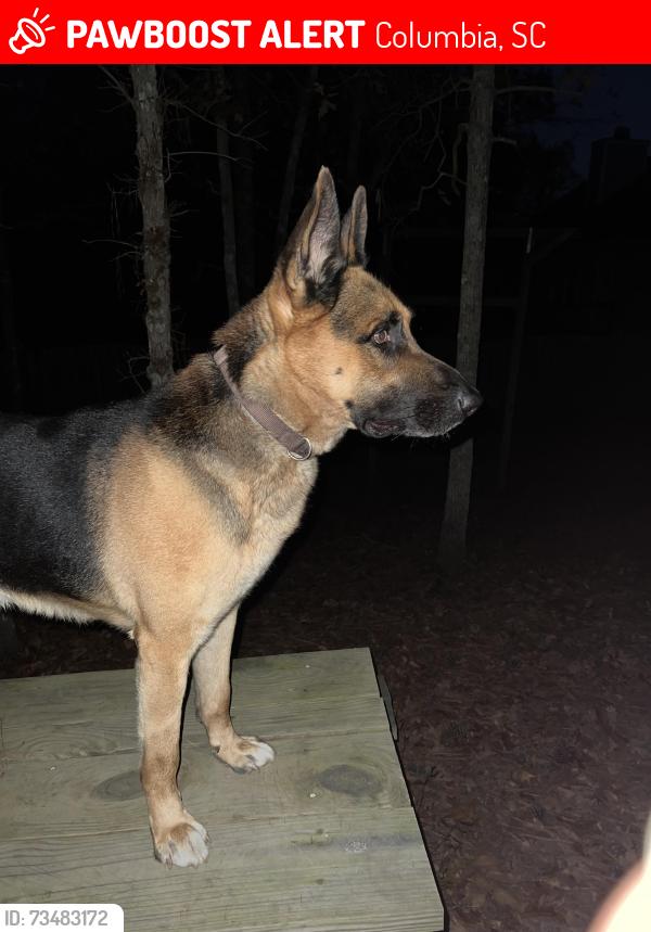 Lost Male Dog last seen Near Oak Cove Dr., Columbia, SC 29229, Columbia, SC 29229