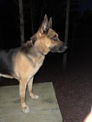 Lost Male Dog last seen Near Oak Cove Dr., Columbia, SC 29229, Columbia, SC 29229
