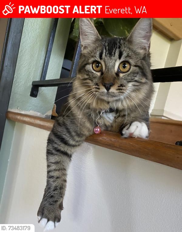 Lost Female Cat last seen 54th st and Ocean Ave, Everett, WA 98203
