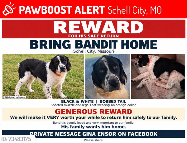 Lost Male Dog last seen Ball field area, Schell City, MO 64783