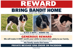 Lost Male Dog last seen Ball field area, Schell City, MO 64783