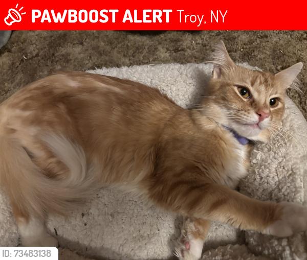 Lost Male Cat last seen Last Seen by PlugPv (630 7th ave) parking lot, Troy, NY 12182