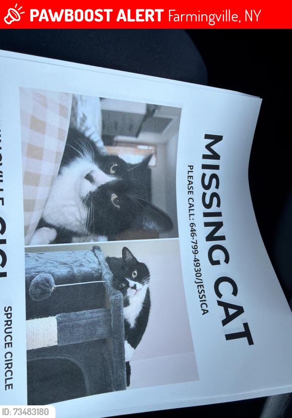 Lost Male Cat last seen Firwood and Basswood, Farmingville, NY 11738
