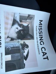 Lost Male Cat last seen Firwood and Basswood, Farmingville, NY 11738