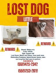 Lost Male Dog last seen Marks & shaw, Fresno, CA 93722