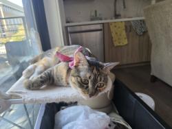 Reunited Female Cat last seen In the back of the apmt building 'Ceramica', Lincoln, CA 95648