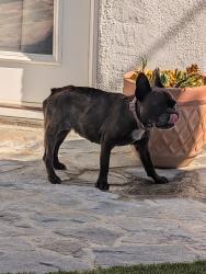 Reunited Female Dog last seen S Wooster St, Los Angeles, CA 90035