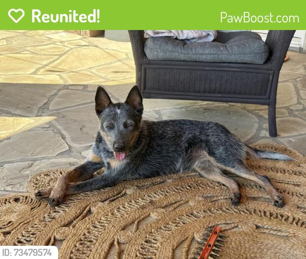 Reunited Female Dog last seen Henry Ln and Cedar Church Rd Greenback, TN, Blount County, TN 37801