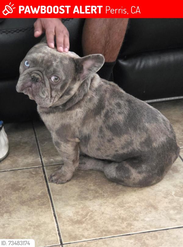 Lost Male Dog last seen Fisher Street, Perris, CA 92570