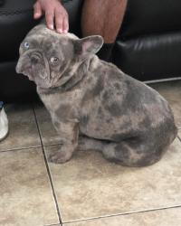 Lost Male Dog last seen Fisher Street, Perris, CA 92570