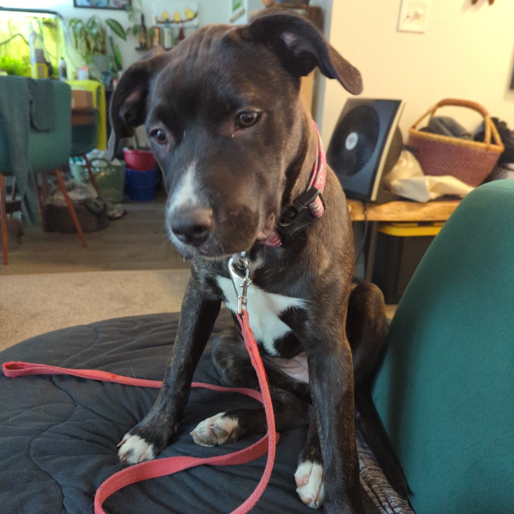 Shelter Stray Female Dog last seen , 2608 Center St, Tacoma, WA 98409, USA