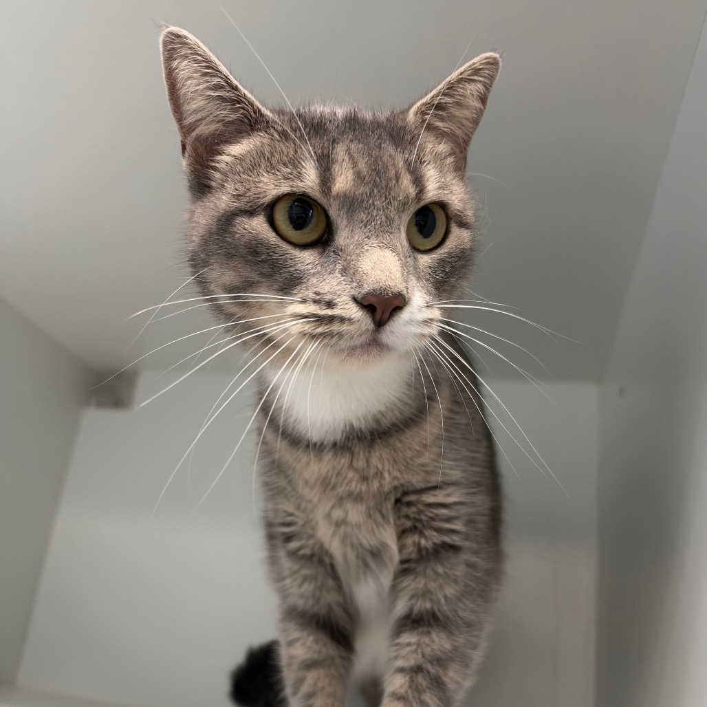 Shelter Stray Female Cat last seen , 8020 Washington St, Port Richey, FL 34668, USA