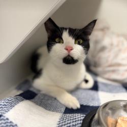 Shelter Stray Female Cat last seen , 8020 Washington St, Port Richey, FL 34668, USA