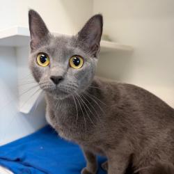 Shelter Stray Female Cat last seen , 8020 Washington St, Port Richey, FL 34668, USA