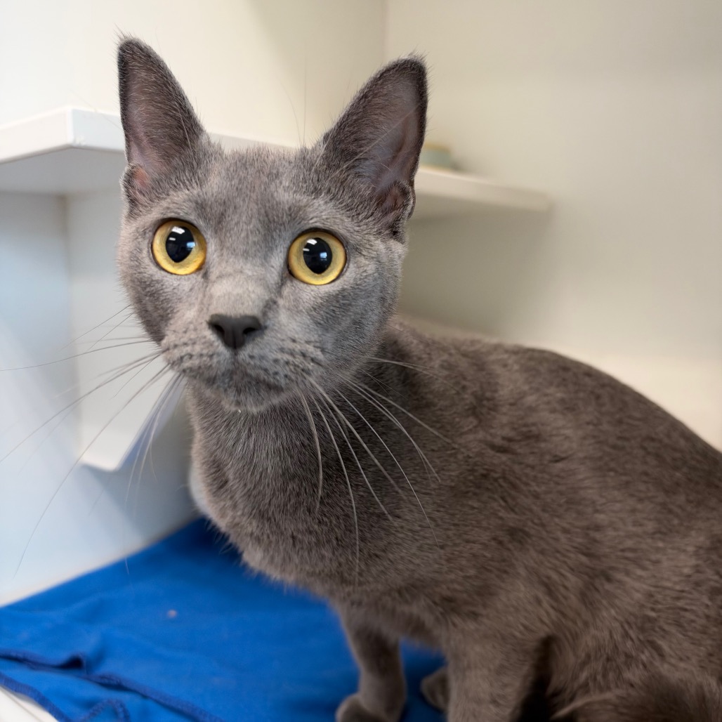 Shelter Stray Female Cat last seen , 8020 Washington St, Port Richey, FL 34668, USA
