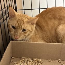 Shelter Stray Male Cat last seen , Animal Care & Control Team of Philly, 111 W Hunting Park Ave, Philadelphia, PA 19140, USA