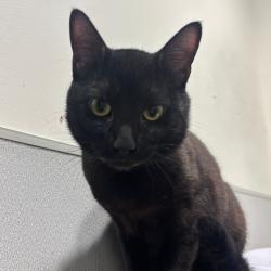Shelter Stray Male Cat last seen , 3607 N Armenia Ave, Tampa, FL 33607, USA