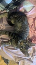 Found/Stray Male Cat last seen Pioneer blvd grand island ne, Grand Island, NE 68801
