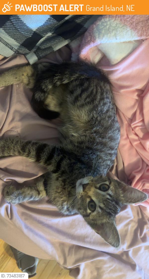 Found/Stray Male Cat last seen Pioneer blvd grand island ne, Grand Island, NE 68801