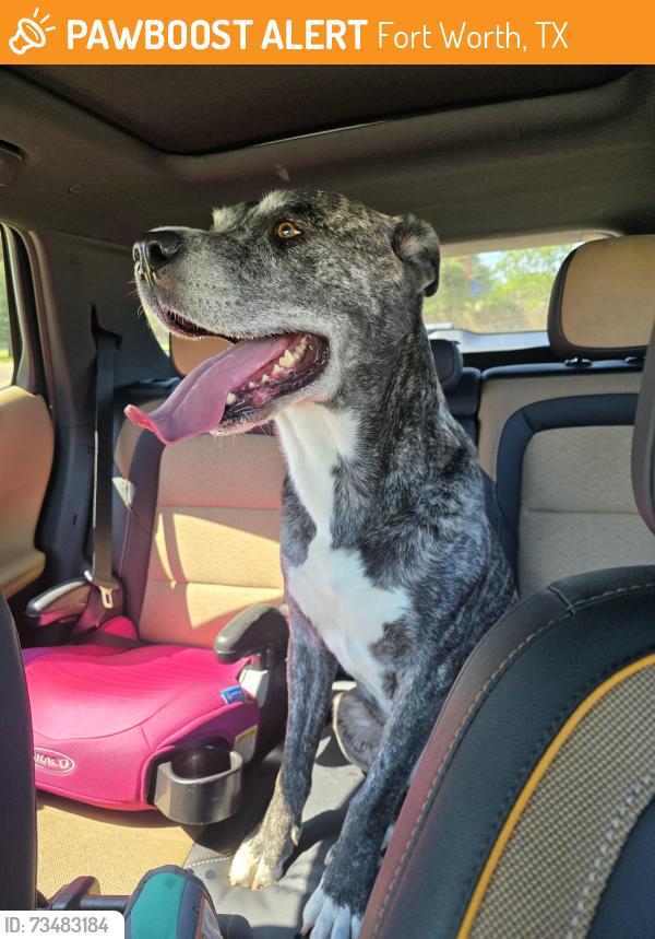 Found/Stray Male Dog last seen McCart and Columbus Trail at the church, Fort Worth, TX 76133