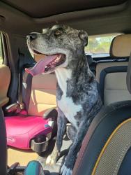 Found/Stray Male Dog last seen McCart and Columbus Trail at the church, Fort Worth, TX 76133