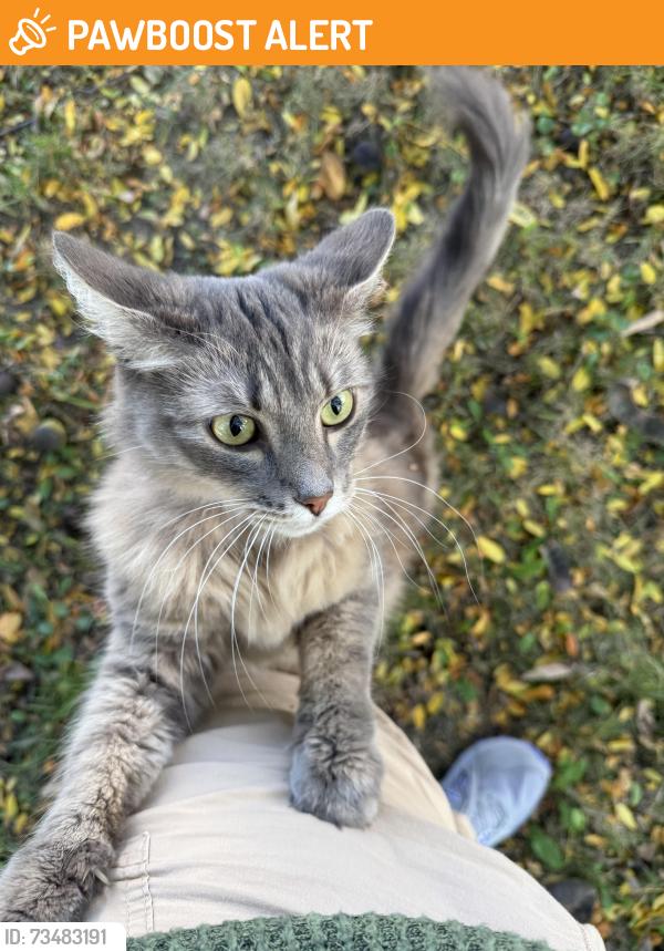 Found/Stray Unknown Cat last seen Holiday ests, Canton Township, MI 48188