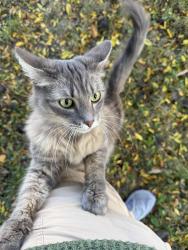 Found/Stray Unknown Cat last seen Holiday ests, Canton Township, MI 48188
