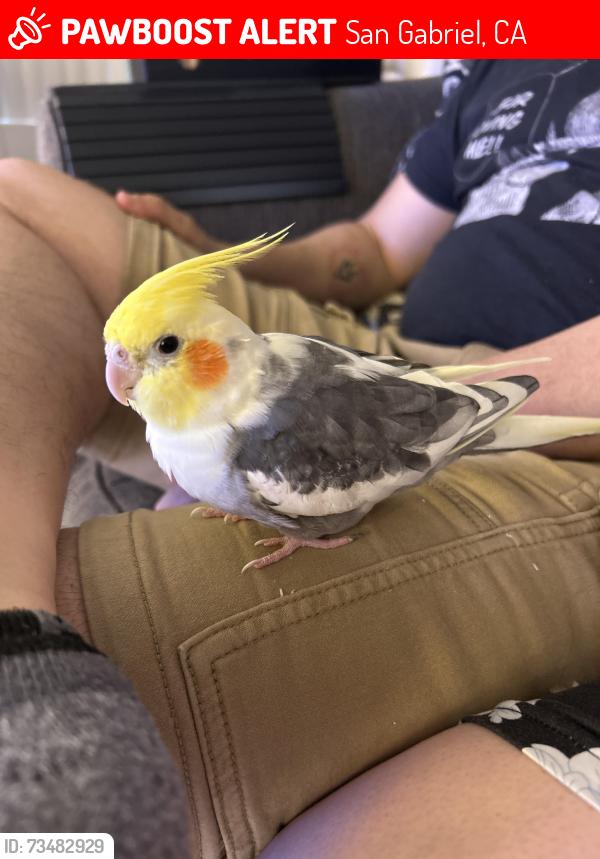 Lost Male Bird last seen San Gabriel Blvd and Broadway, San Gabriel, CA 91776