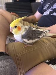 Lost Male Bird last seen San Gabriel Blvd and Broadway, San Gabriel, CA 91776