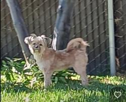 Reunited Female Dog last seen Victoria and 28th st., Highland, CA 92346