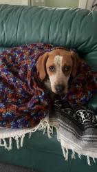 Reunited Female Dog last seen Holston river road, Boyd’s bridge pike, holston river park, Knoxville, TN 37914