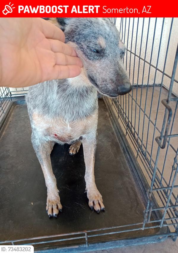Lost Female Dog last seen parking lot of San Luis Walk In Clinic Walk-in clinic in Somerton, Somerton, AZ 853506329