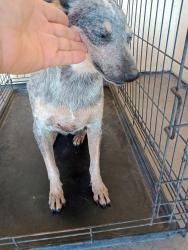 Lost Female Dog last seen parking lot of San Luis Walk In Clinic Walk-in clinic in Somerton, Somerton, AZ 853506329