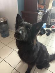 Reunited Female Dog last seen 44th street and Grovers, Phoenix, AZ 85032