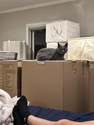Lost Female Cat last seen Warrensville road, Montoursville, PA 17754