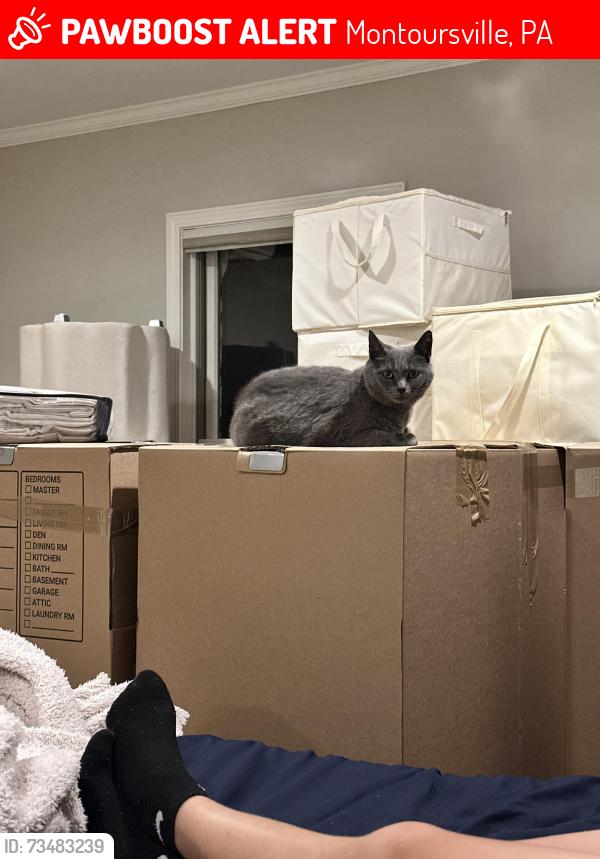 Lost Female Cat last seen Warrensville road, Montoursville, PA 17754