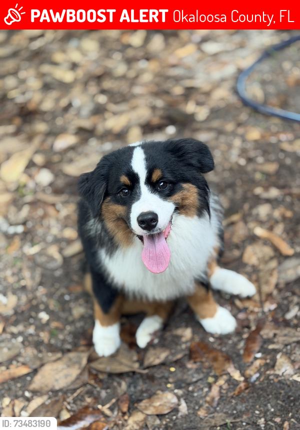 Lost Male Dog last seen Mt olive rd, Okaloosa County, FL 32539